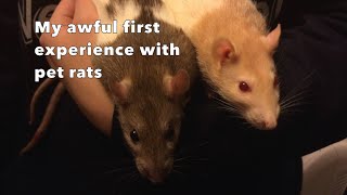 My Awful First Experience with Pet Rats