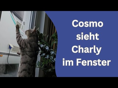 Oster Special mit den Katzen, Apollo und Cosmo und mexikanischen Kaninchen!