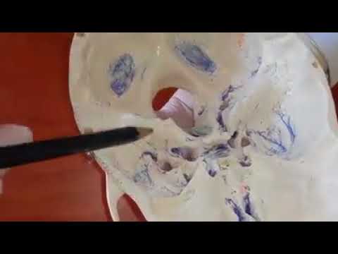 ქალას ფუძე შიგნიდან bassis os cranii interna SDASU