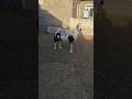 Hasanhüseyinakan Shortvideo Monkeysspinningmonkeys Flowers گوسفند حیوانات المانيا ترکیه