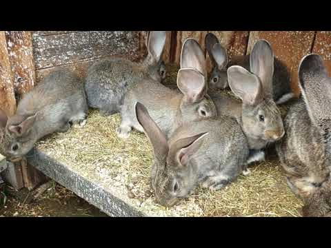 Video: Există iepuri cu urechi sălbatice?