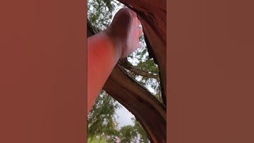 (70 mph winds) 🫥🌪 hole blown through tree!