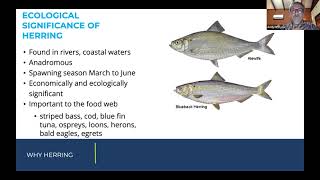River Herring in the Mystic Webinar