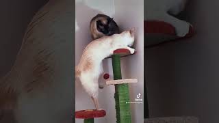 They do love each other I promise. #cats #tiktok #meow #siamesecats #siamese