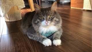 ピンポンダッシュし損ねる猫 ノルウェージャンフォレストキャット A cat that misses a ping pong dash.Norwegian Forest Cat.