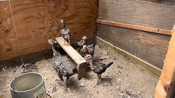 Qaib pama ￼ dragon heir