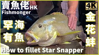 金花蚌 海母雞 罕有海魚/How to Fillet Star Snapper Fishmonger HK/巨大きな魚/漁民海鮮/西環魚王【OH! Seafood 4K】