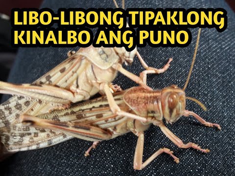 Video: Kung Paano Tumunog Ang Mga Tipaklong
