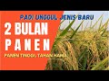 2 BULAN PANEN PADI JENIS UNGGUL TERBARU ,  PETANI WAJIB TANAM