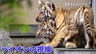 Lion is looking into Amur tigers赤ちゃんトラ　木登りに挑戦　覗くライオン