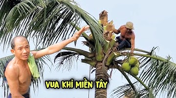 Toát mồ hôi nhìn Vua Khỉ Miền Tây tuốt trên đọt dừa để cưa cây. How to saw tall coconut tree ?