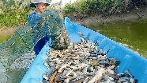 Thuốc cá cải tạo vuông để nuôi tôm dụ mới ở cà mau # Hoàng Lê Vlog #