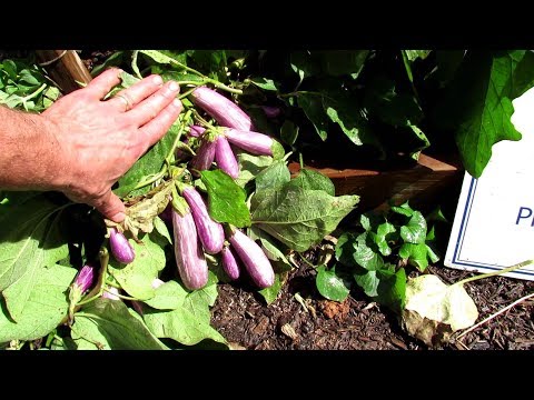 Video: Informácie o baklažáne z rozprávky: Naučte sa pestovať baklažány z rozprávky