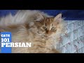 Persian Cats 101 - Cat Breed And Personality の動画、YouTube動画。