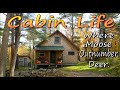 OFF GRID LIVING VLOG   More Moose Than Deer Out Here