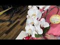 開店お祝いにいただいた胡蝶蘭に来年も大輪さかせます。胡蝶蘭の育て方　3店舗目にもってきてもらいます。筋肉の花も咲かせましょう！