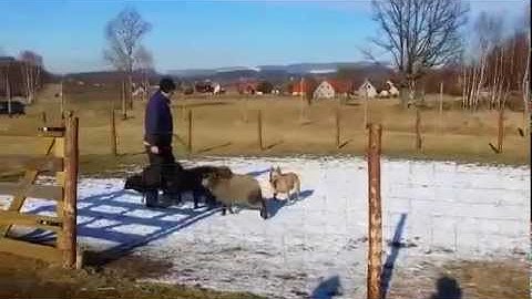 BINRU T.F.S AusAuras - sheep herding - roundpen