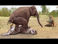 Herd Of Elephants Rescues Baby Monkey From Leopard Hunting - Elephant vs Lion, Rhino, Crocodile