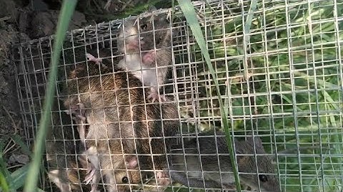 Săn Bắt Chuột Đồng Miền Tây Mùa Gặt Lúa