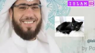 القطط السوداء في الرؤيا؟ الشيخ وسيم يوسف تفسير الاحلام