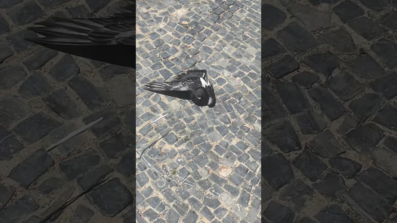 Pombo pegando sol no centro 