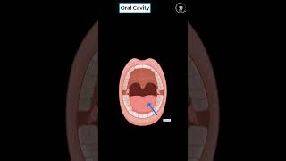 Oral Cavity in 1 min