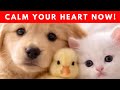 😍EMOTIONALE ERLEICHTERUNG TRAURIGKEIT EINSAMKEIT NEGATIVE GEFÜHLE LOSLASSEN 528HZ ANDELSFREQUENZ