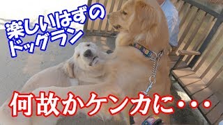 ドッグランであわや喧嘩に・・・ ゴールデンレトリバージョイ