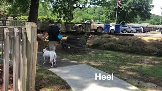 Katie Pitbull Mix E Collar Training Amazing Results Top Dog Training Academy