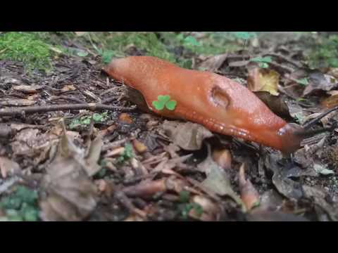 Video: Ikke-stedegne Arter (NIS) Av Polychaetes (Annelida: Polychaeta) Fra Atlanterhavets Og Middelhavets Kyster Av Den Iberiske Halvøy: En Kommentert Sjekkliste