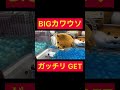 【確率きた】BIG可愛い嘘のカワウソ GET #tiktokvideo