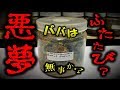 羽化不全連発か？よみがえる悪夢とババオウゴンオニクワガタ（くろねこチャンネル）