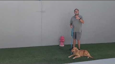 Pudding Working Loose Leash Walking And The Heel Command By Smart Start Puppies