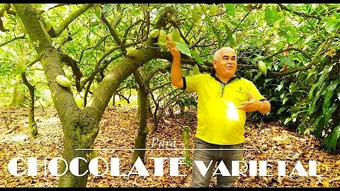 O que os astecas faziam com o cacau?