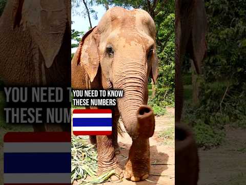 Video: Kodėl dramblio nosį vadina 