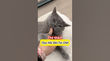 Chọc Đại Hắc Tức Chớt 😹 Cười Rụng Răng #Mèoúớ #thúcưng #vậtnuôi #chómèohàihước #shorts