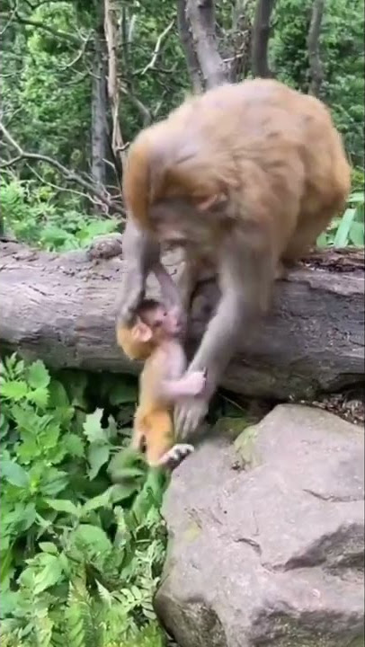 anak bayi monyet ini terjatuh 🙊lalu dipeluk sama ibu & saudaranya 🐵