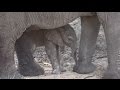 SafariLIVE 1o/12/16 Newborn Baby Elephant Sighting