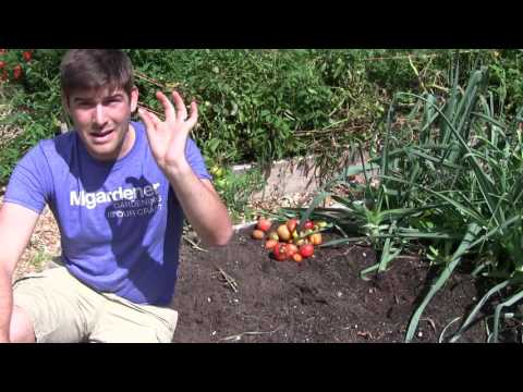 Video: Wat zijn stikstofbindende planten