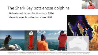 Searching for the glue that binds: what explains cooperation in male bottlenose dolphins?