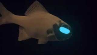 Facts: The Flashlight Fish