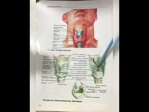 Көмей. Larynx. Гортань. Анатомия человека. Адам анатомиясы