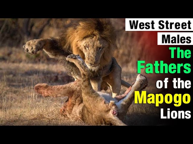 Legendary Fathers of the Mapogo Lions | The West Street Males class=
