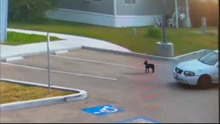 Good Samaritan Rescues Puppy Abandoned In Parking Lot