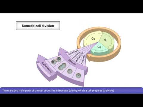 วีดีโอ: อะไรคือสาเหตุของการเคลื่อนไหว Anaphasic?