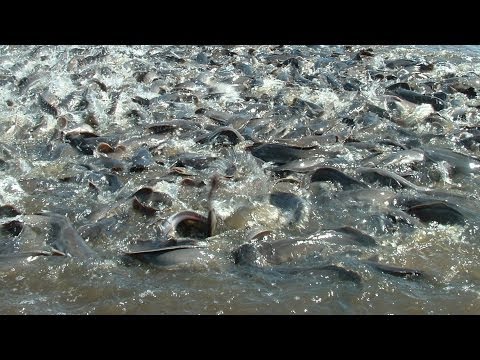 Fish Farming, Cambodian Farmer Feeding Fish in the pond