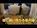 娘に襲い掛かる暴れ猫 暴れ猫/保護猫ハナ♂