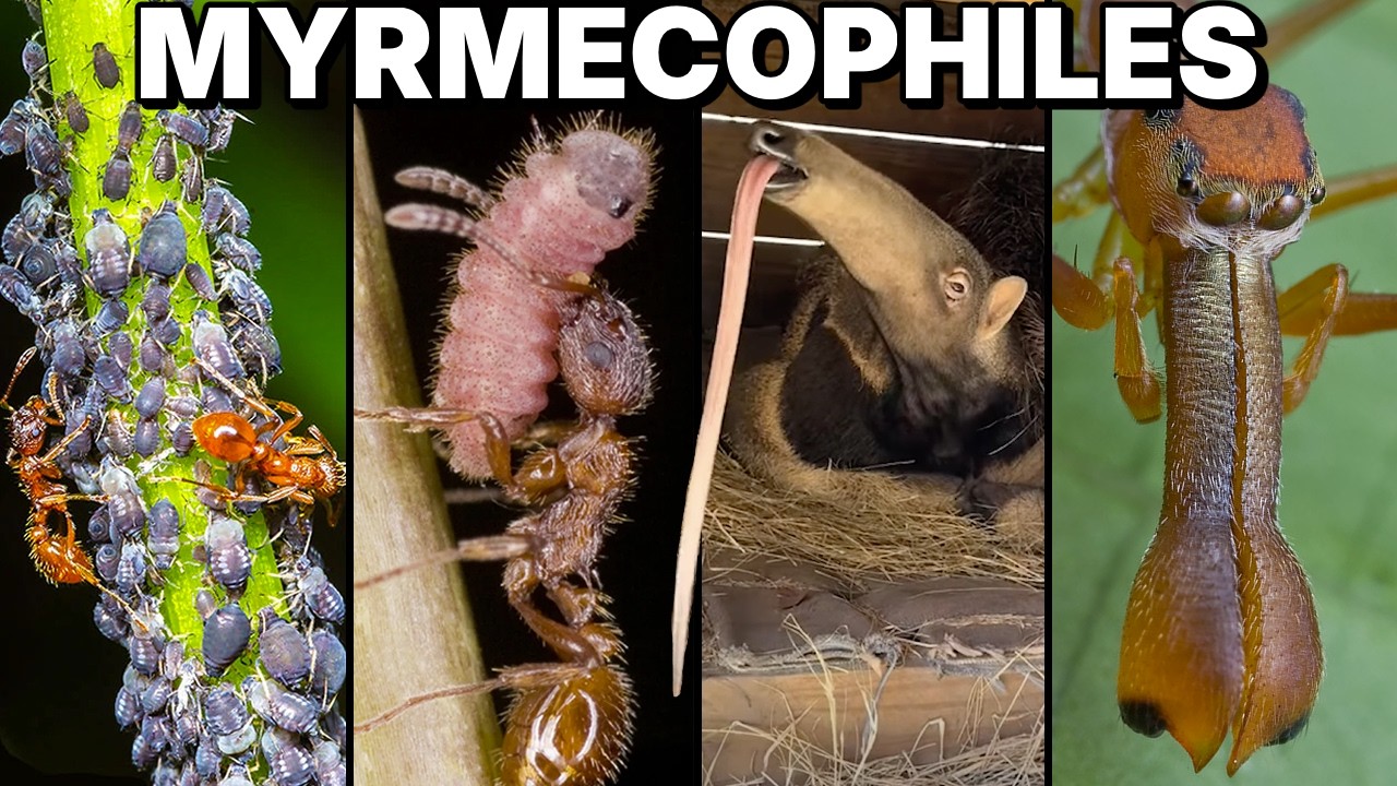 Объяснение каждого организма, манипулирующего муравьями.