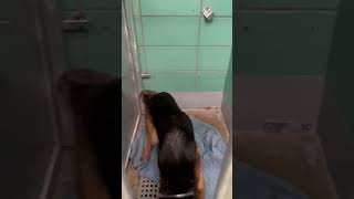 Ro Clara A1914268 Knows Sit