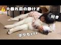 【大好き】暴れん坊の５倍大きな超大型犬の弟を寝かしつけ、乗っかって自分も幸せそうに一緒に眠る４歳児♡｜グレートピレニーズ&オールドイングリッシュシープドッグ&トイプードル